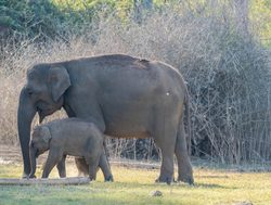 20211002175238 Mother and baby elephant in Nagarhole